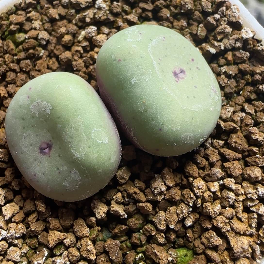 2.2号多肉樱桃嘴59号