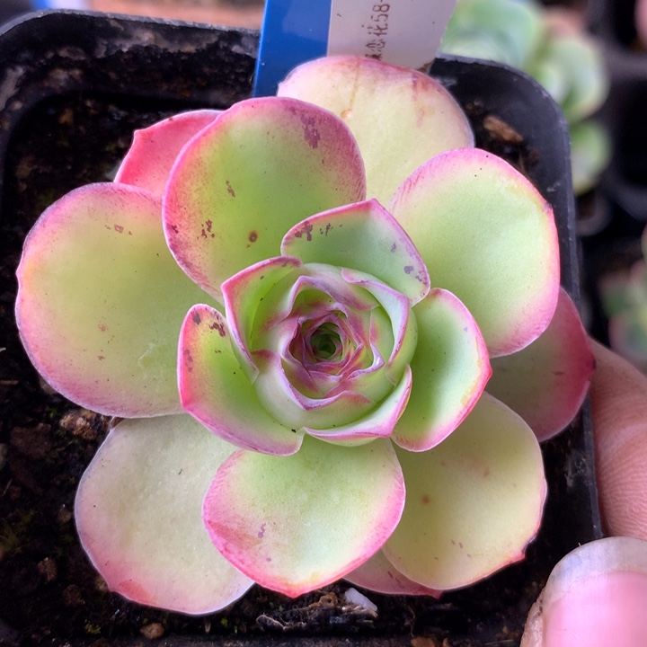 一物一拍蝶恋花280