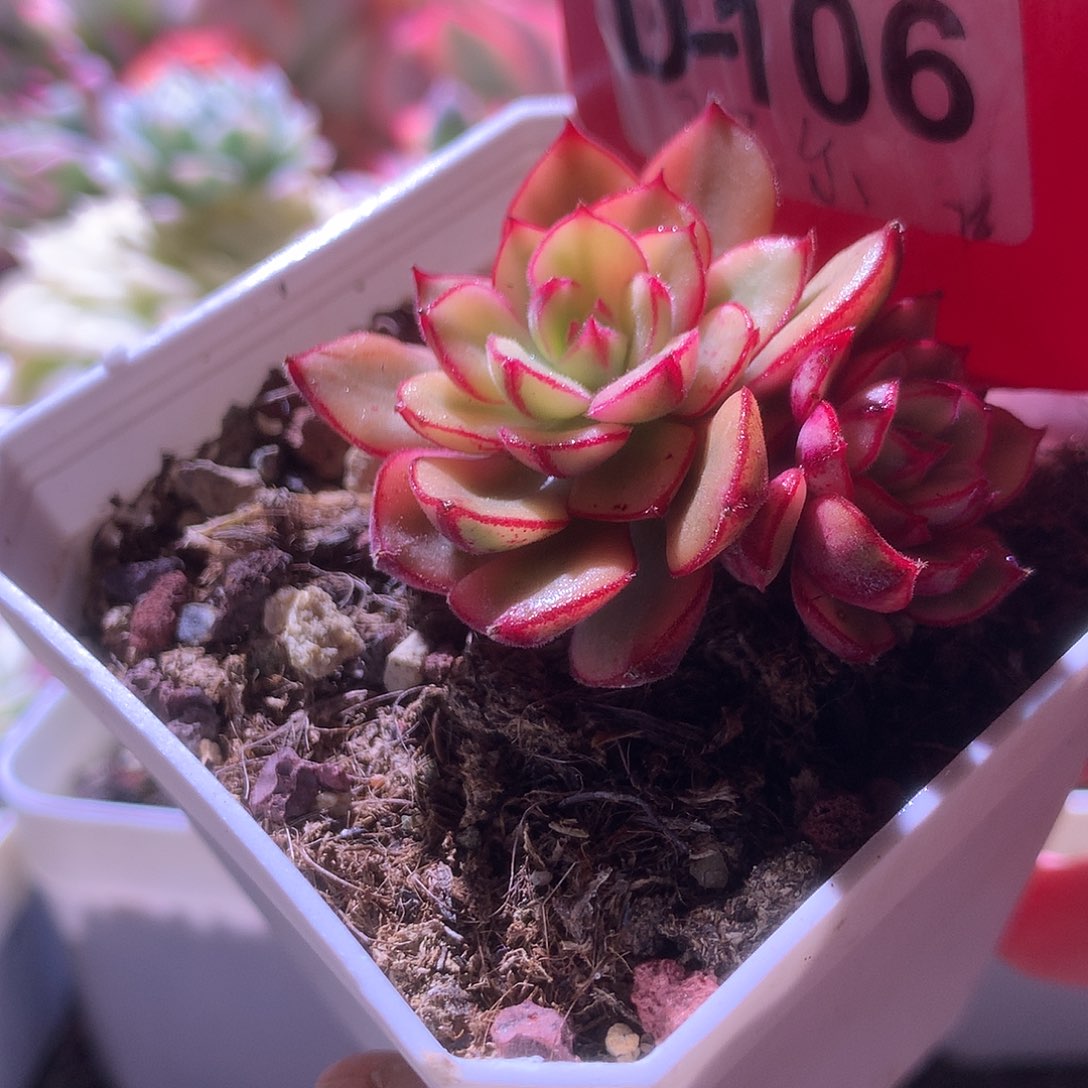 丹尼尔覆轮锦双头有根