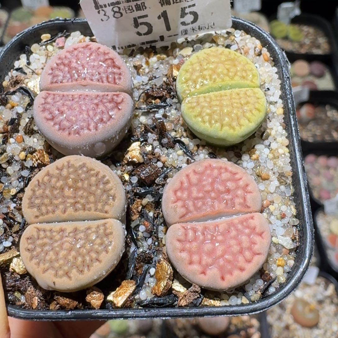 S便宜了很多来买515