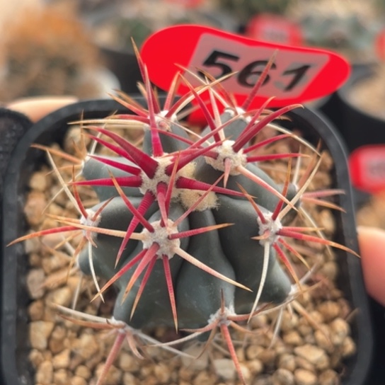 仙人球实生刈穗玉