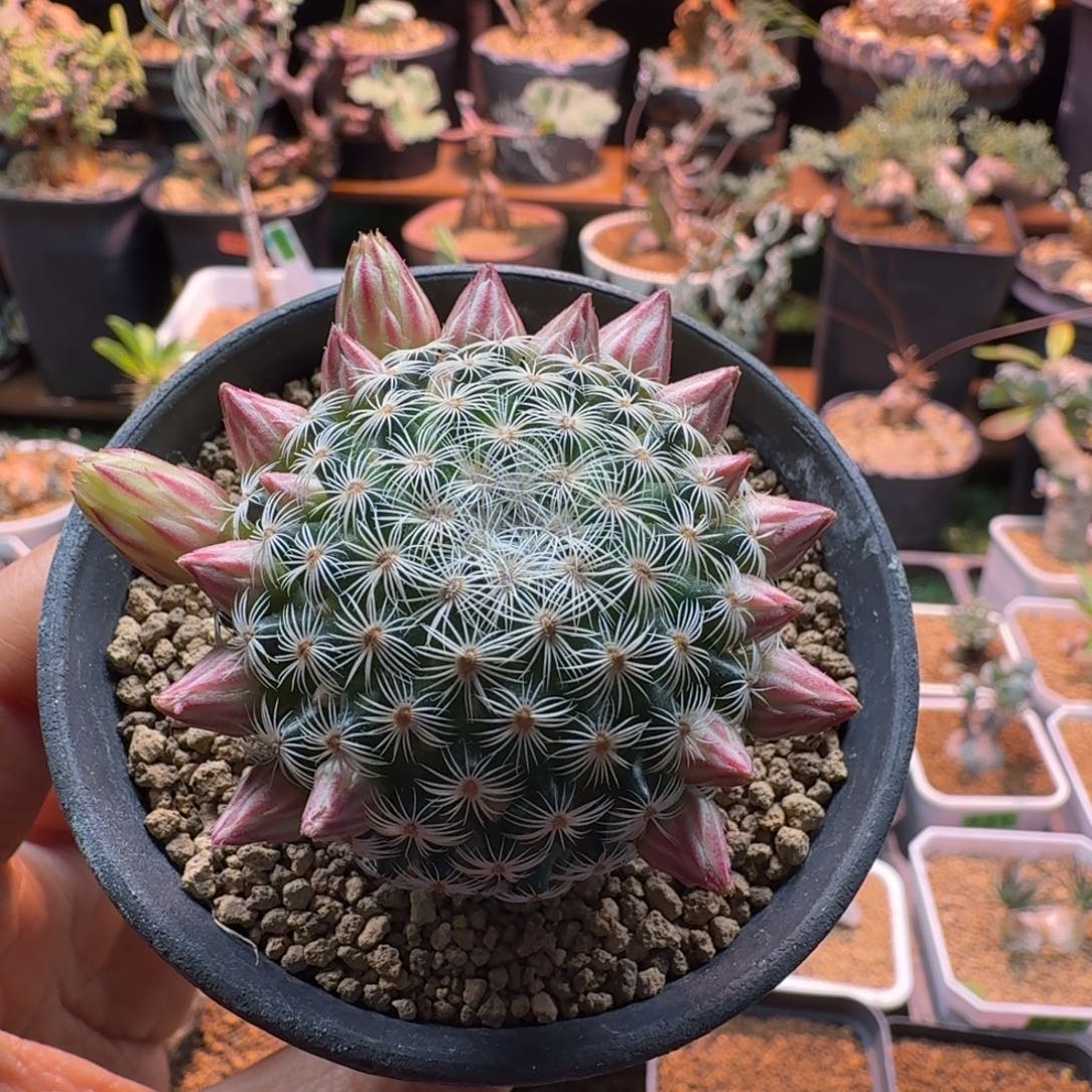 陈***༣白子法师169 仙人球