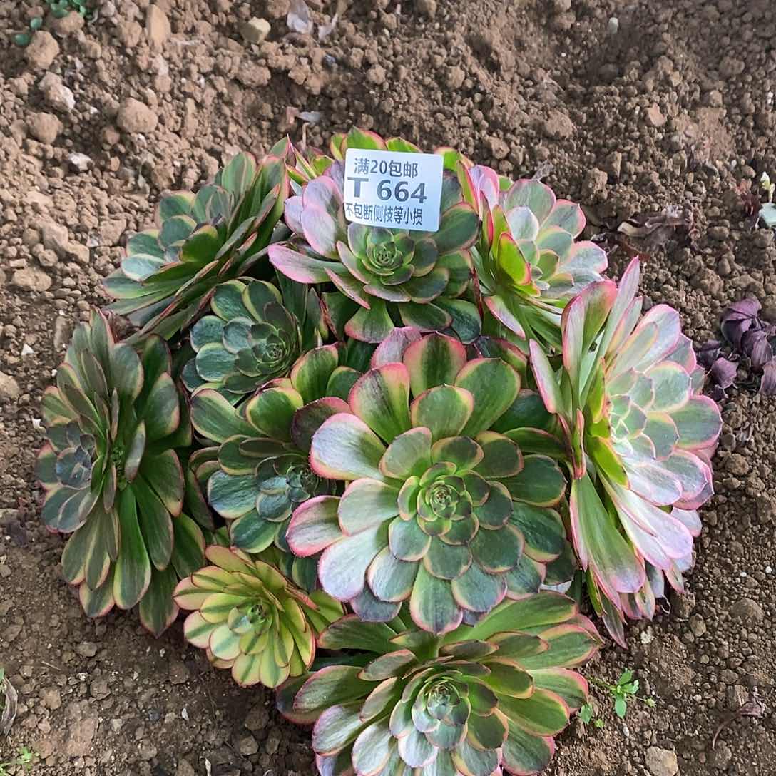 664半夏多肉法师锦有砍