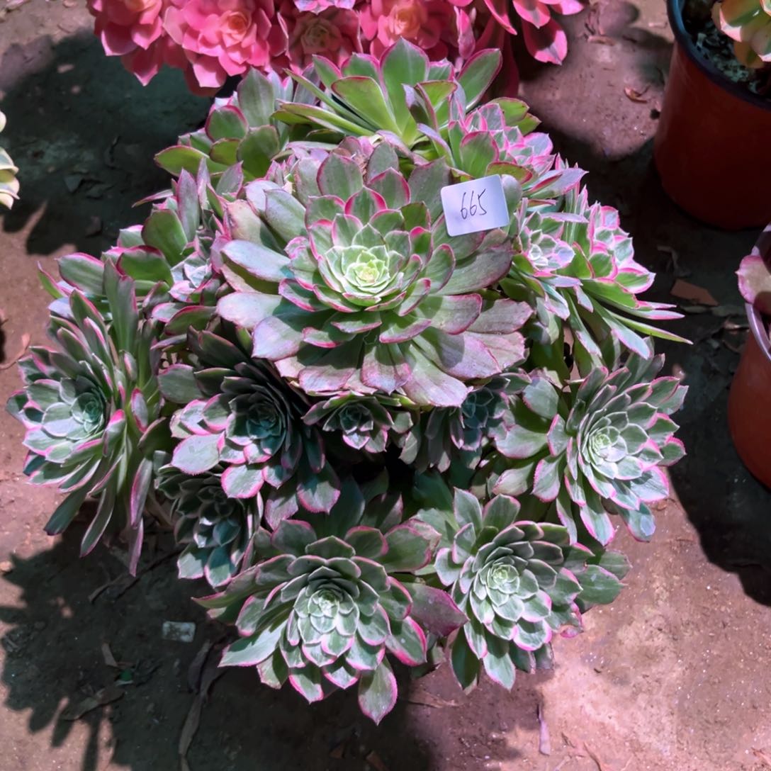 多肉植物莲花665