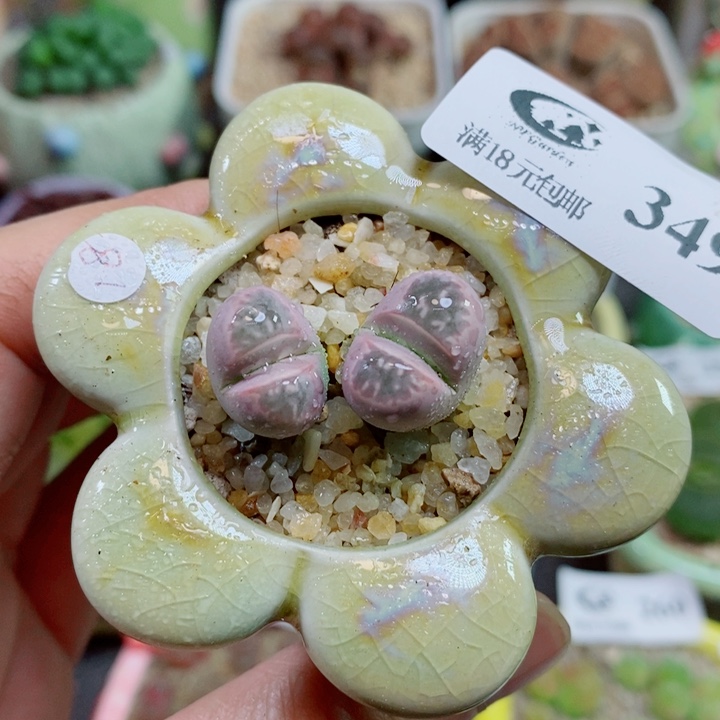 生石花花花花花花349