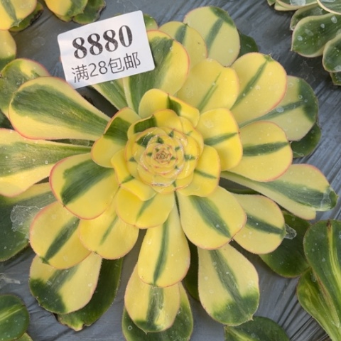 王妃多肉多肉8880