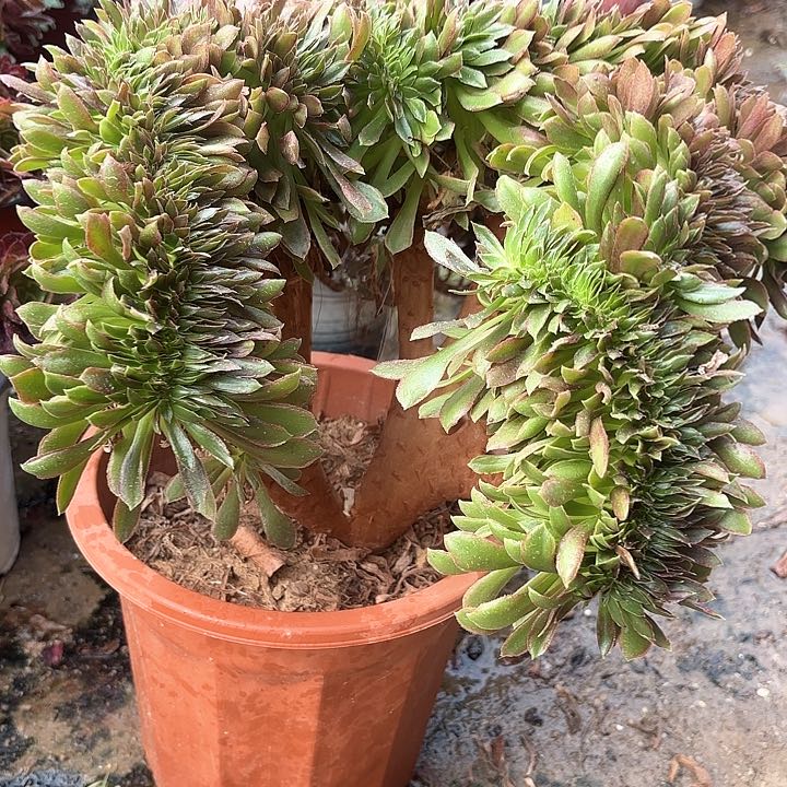 红陶哈哈哈哈哈哈哈哈哈哈