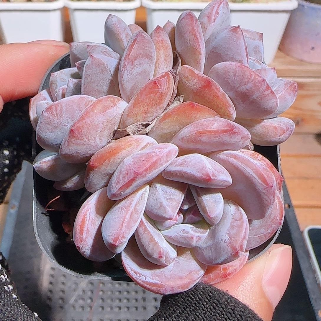 多肉1031--49石榴籽星影