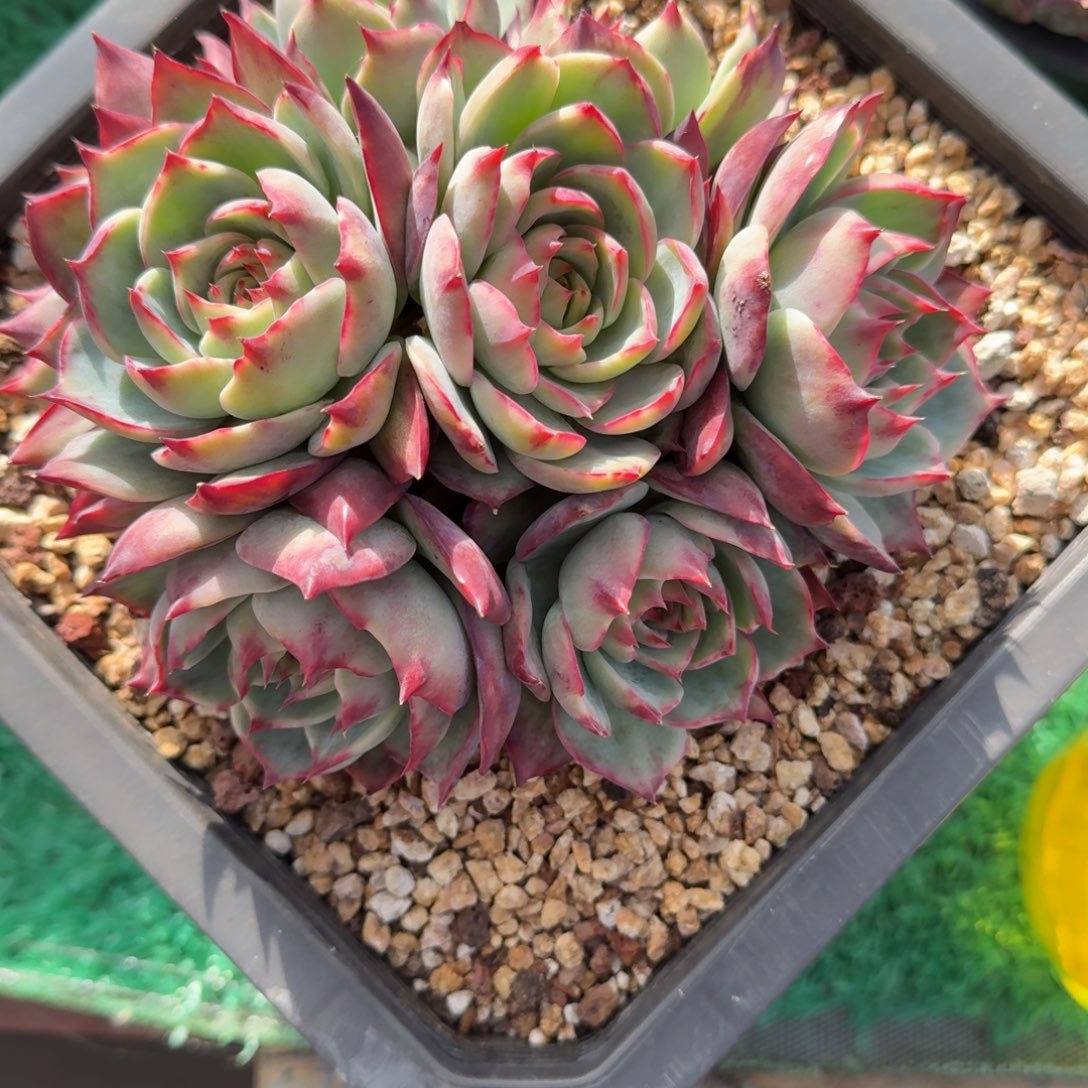 短***短无花朵肉肉肉肉肉肉肉肉肉