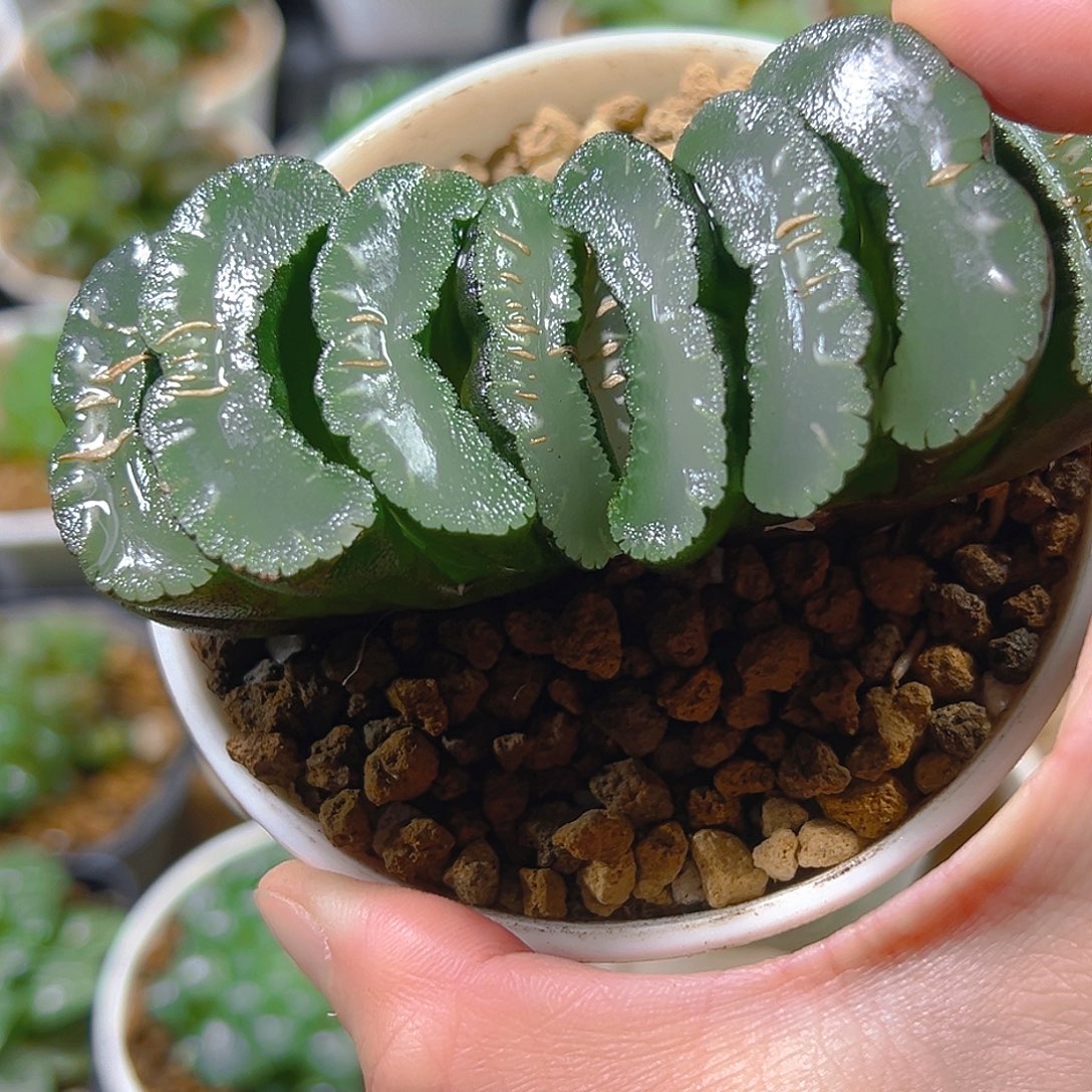 灵境玉扇玉露多肉植物一颗