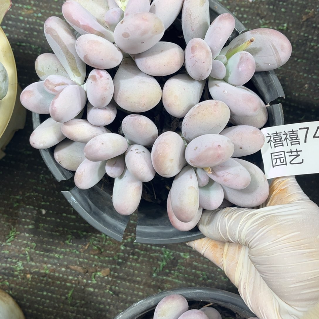 749原始奶多肉植物～