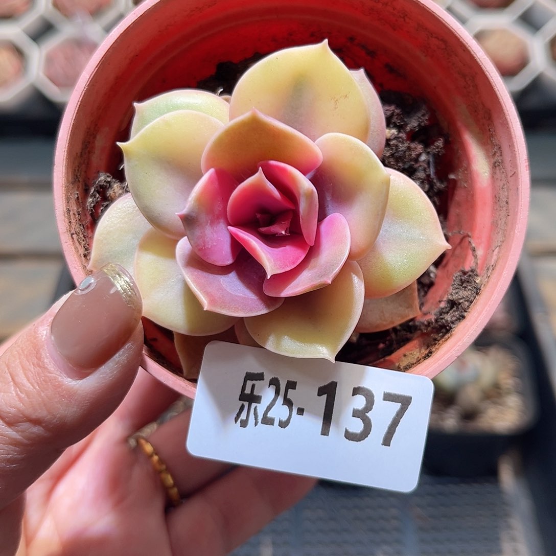 乐25-137 彩虹单头
