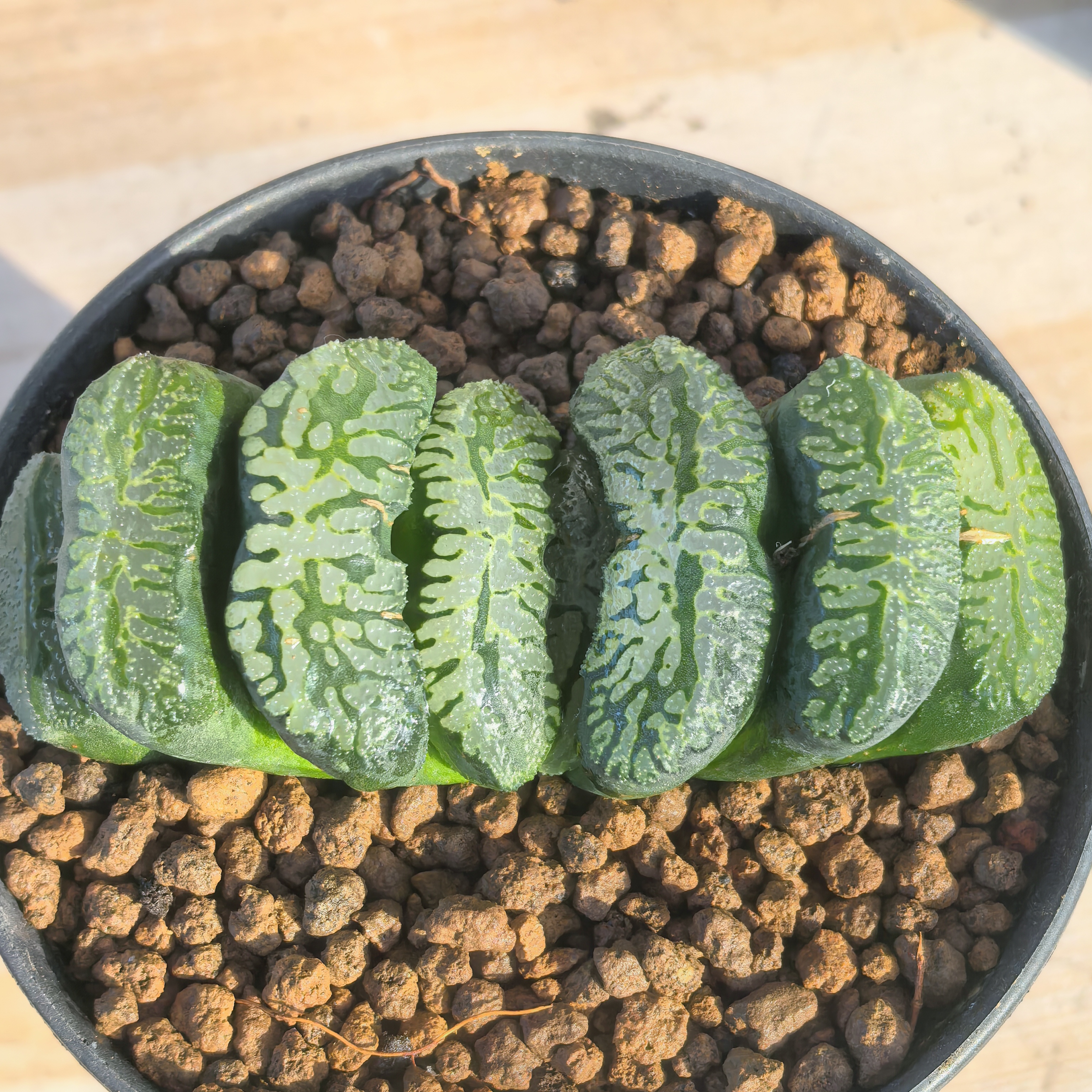 多肉植物十二卷海盗玉扇多肉花卉12卷8-9厘米，带原盆土发货，包邮。