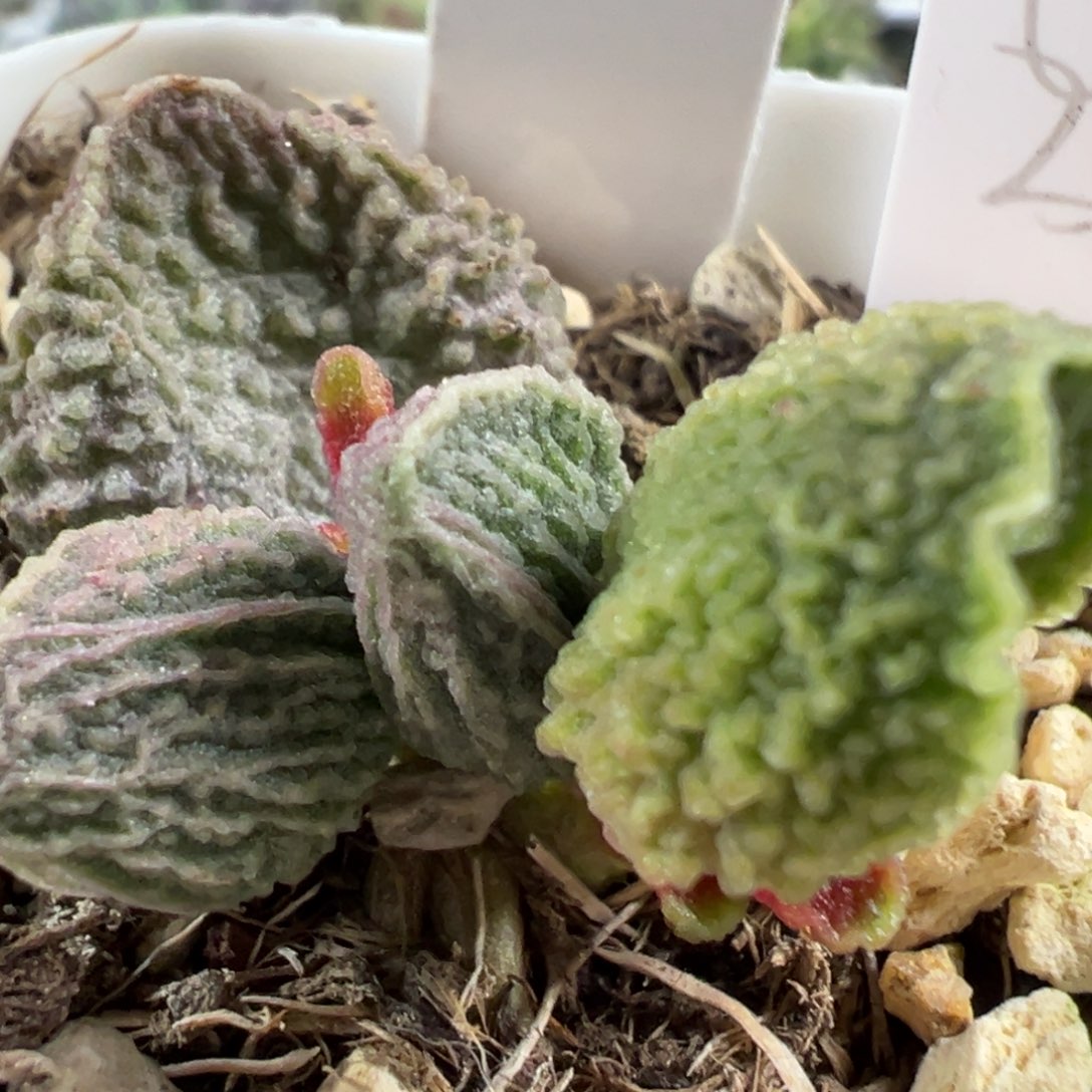 w（294号）深竖长条纹款实生新品