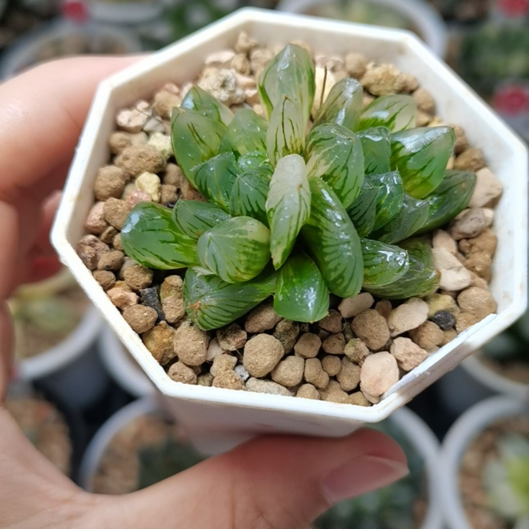 48号水晶实生玉露锦一物一拍带盆土发货满38包邮