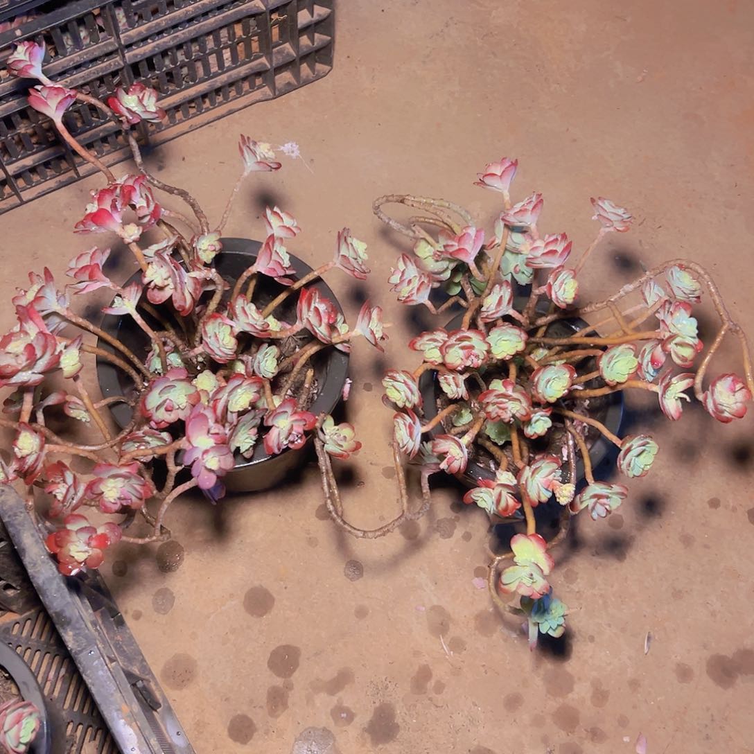 薄化妆多肉2棵发货