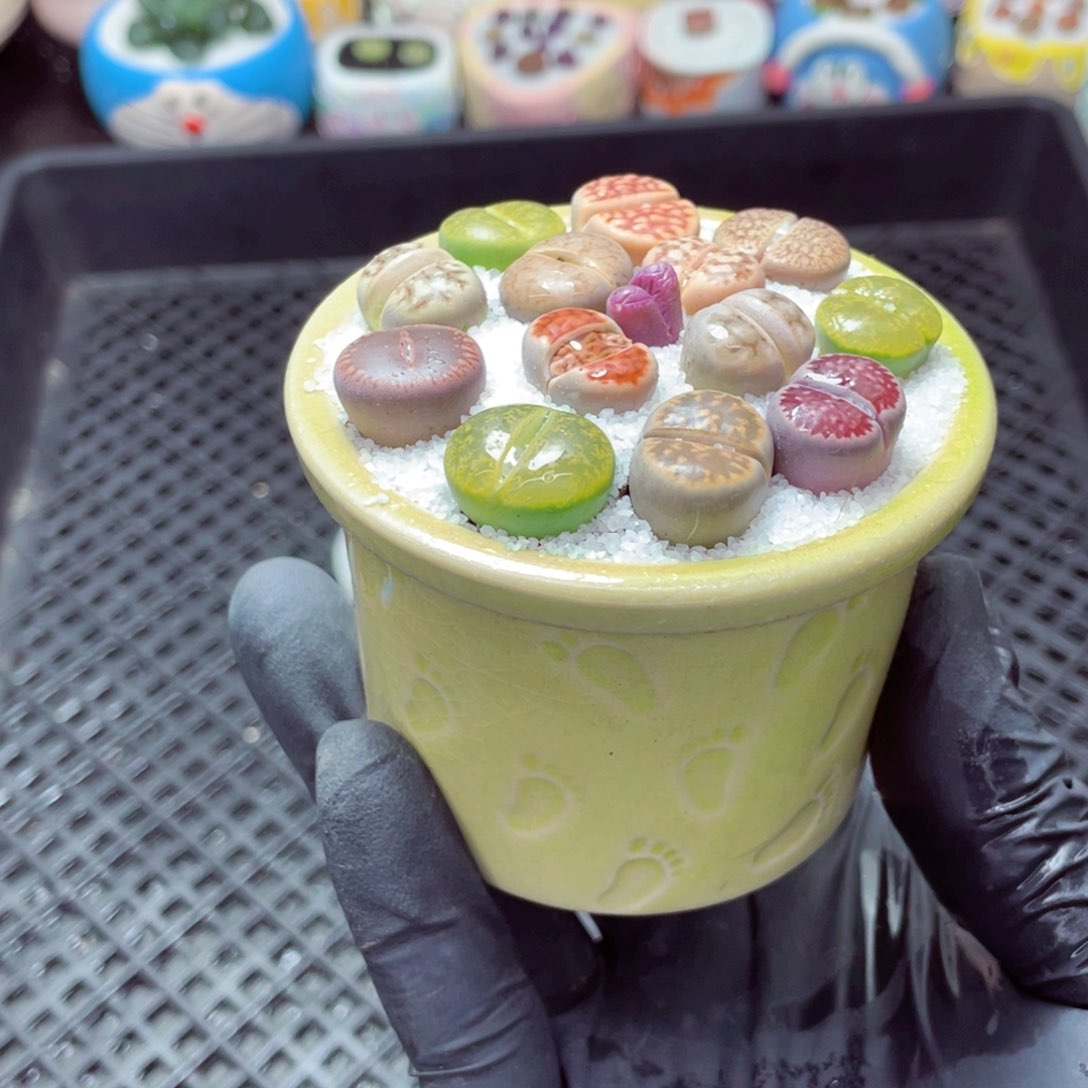 w5099--带盆土发货，零下地区拍保温箱