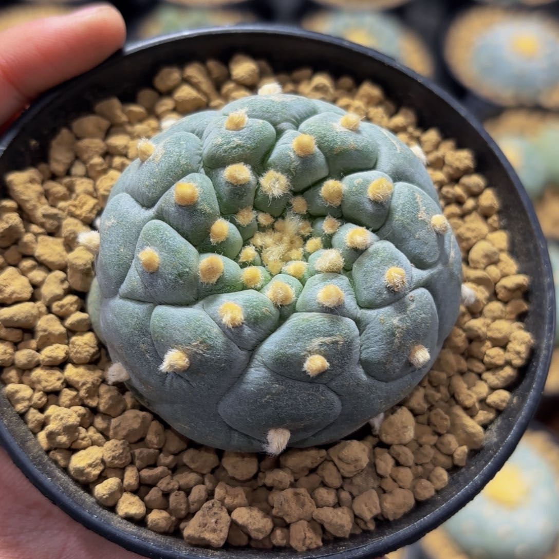 G g g g g g g g 353