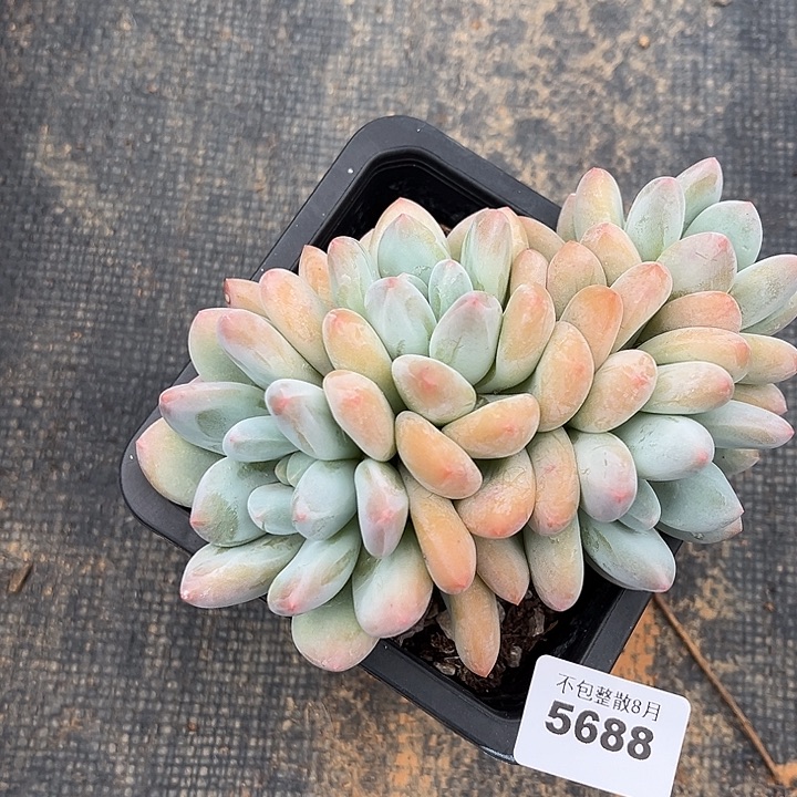 阿雅园艺。        5688香水