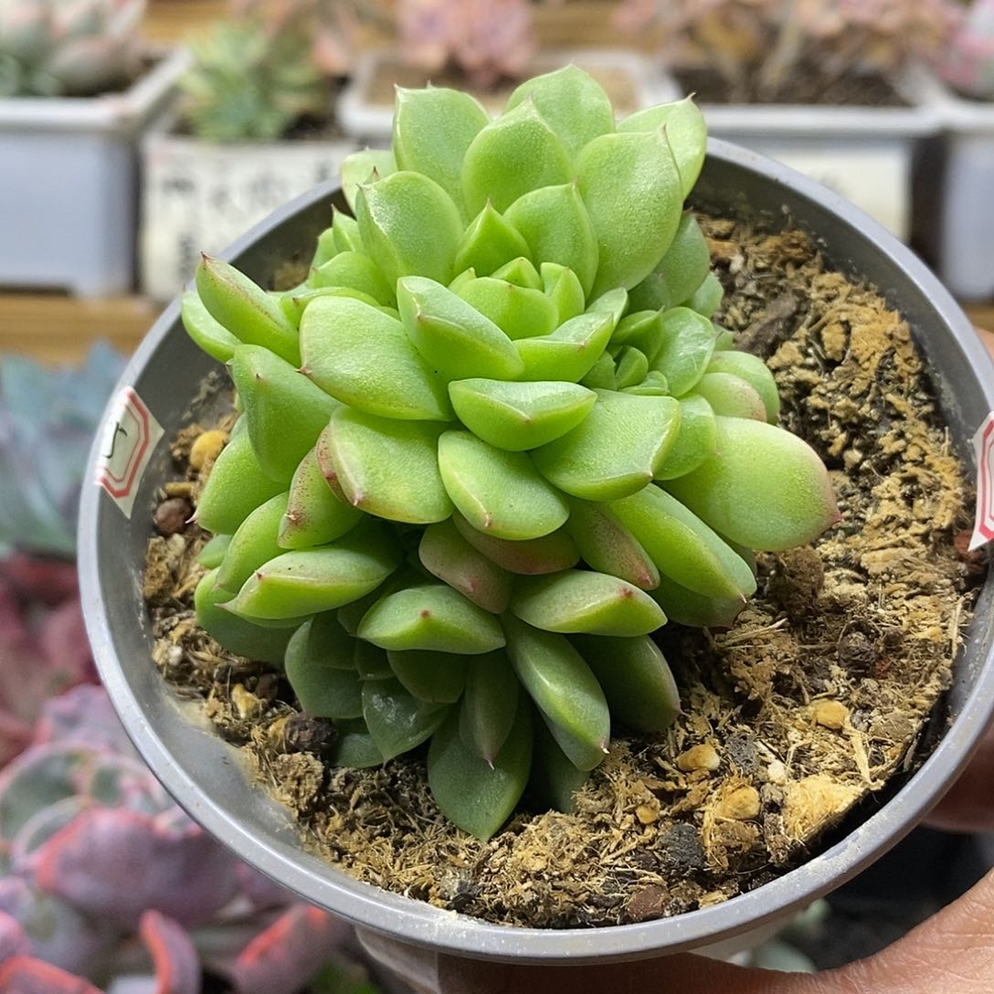 18196 麦秆群多肉