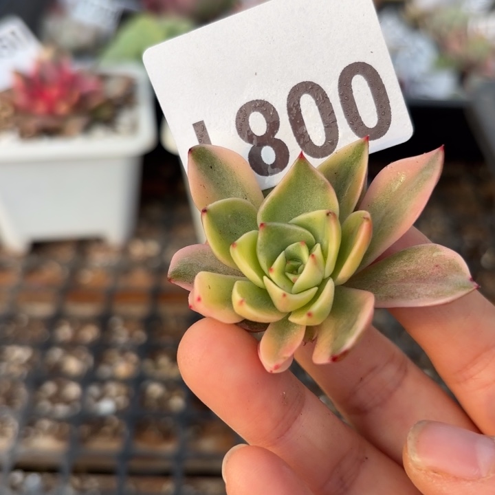 头盖锦多肉植物满18包邮当场凑单