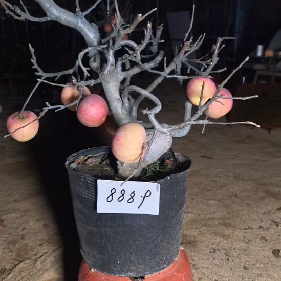 无花朵游龙苹果盆景