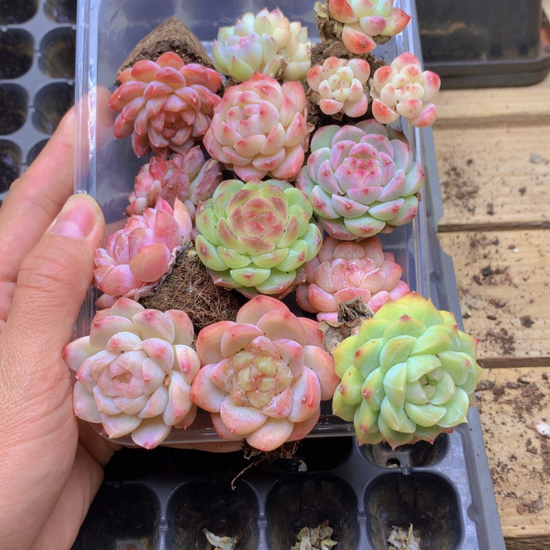 我要去看你了啊031