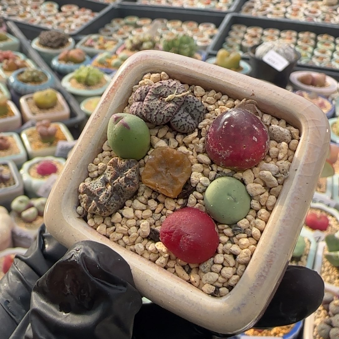 4692--一物一拍 带盆