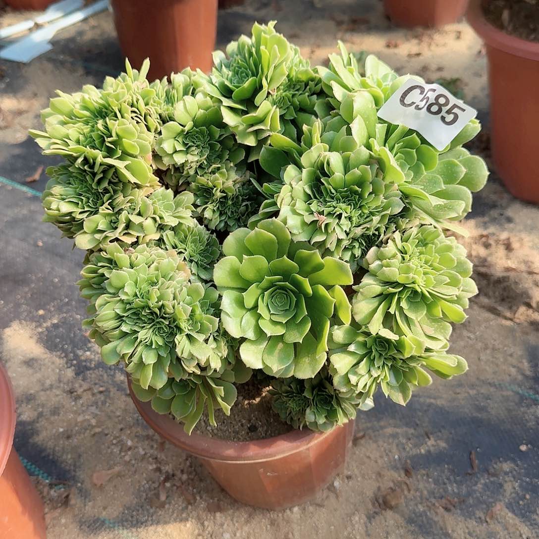 585绿缀微瑕一颗呀呀