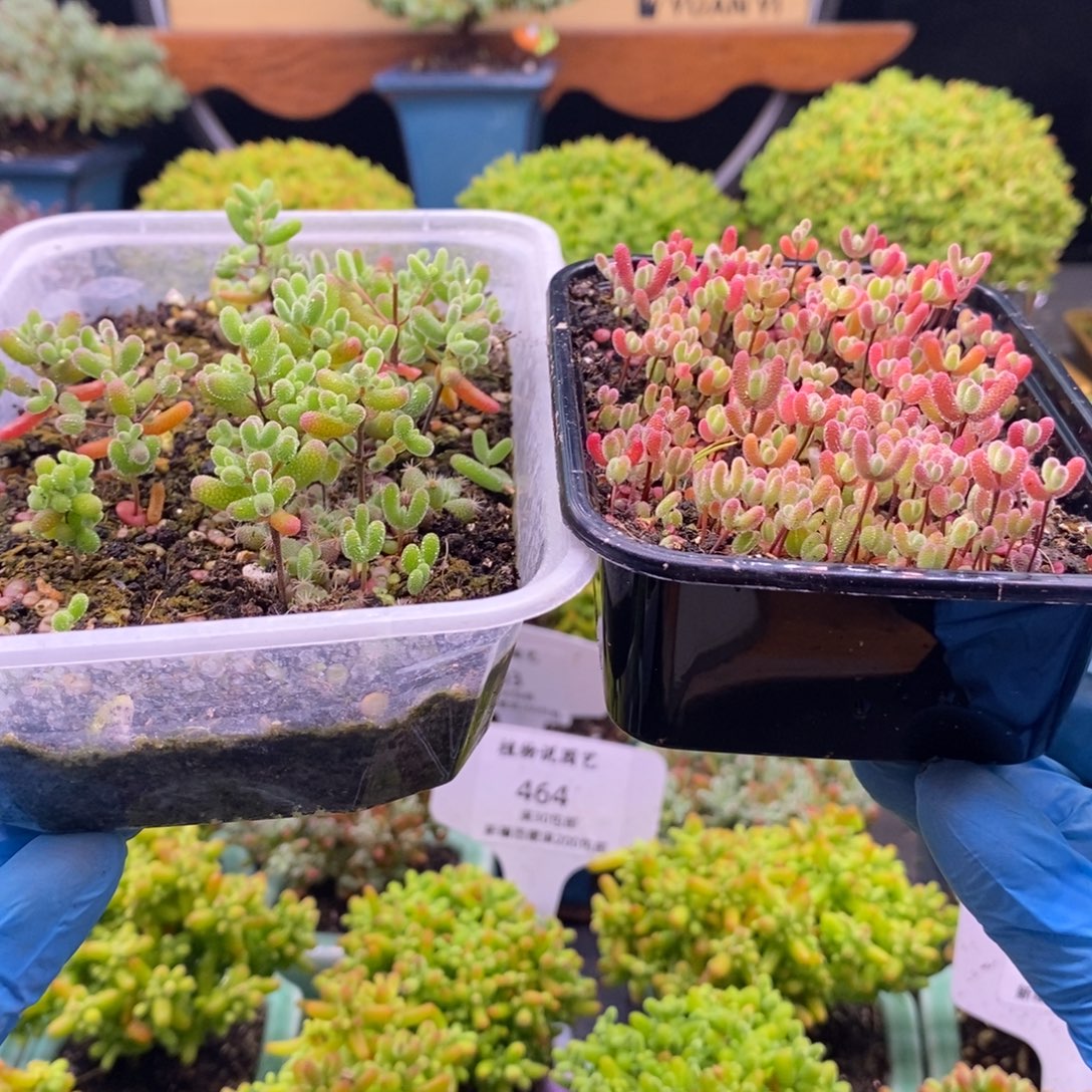 *****585两盒混合切糕。      