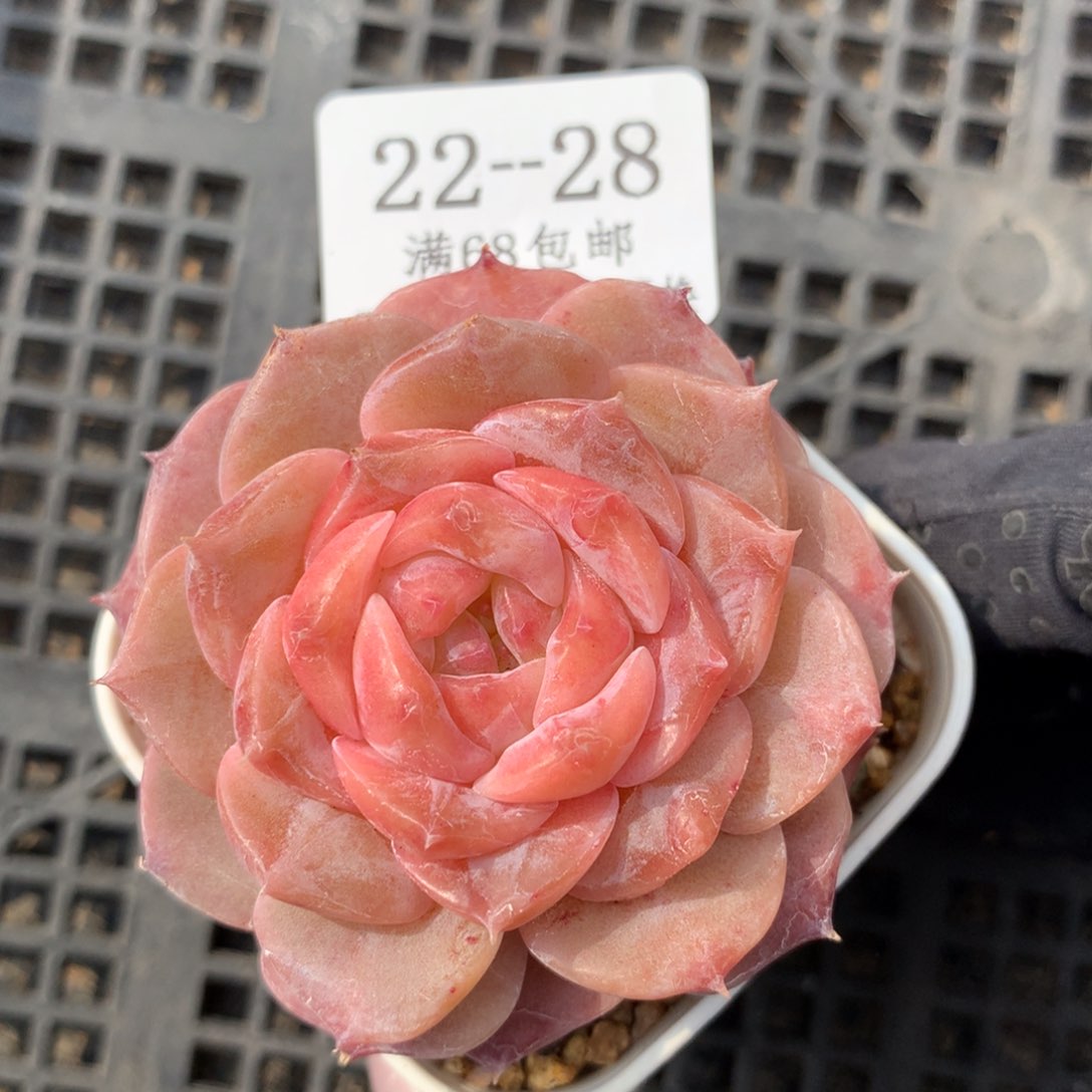 28。桃铃糖心。多肉。5cm。