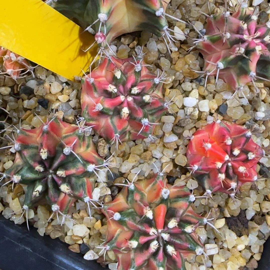 大***子243-1228泰国发货多肉