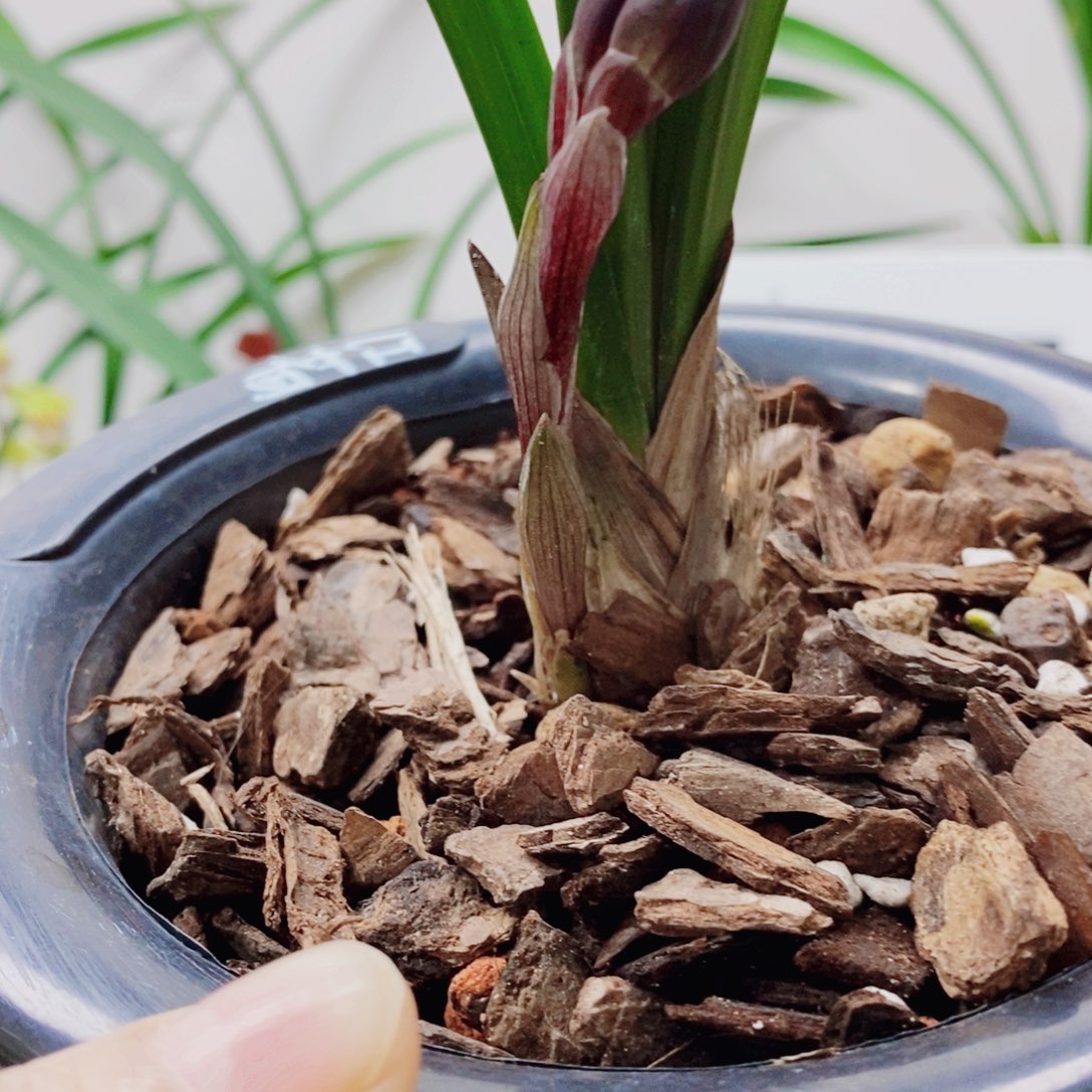 用***7大部分花苞少量开放