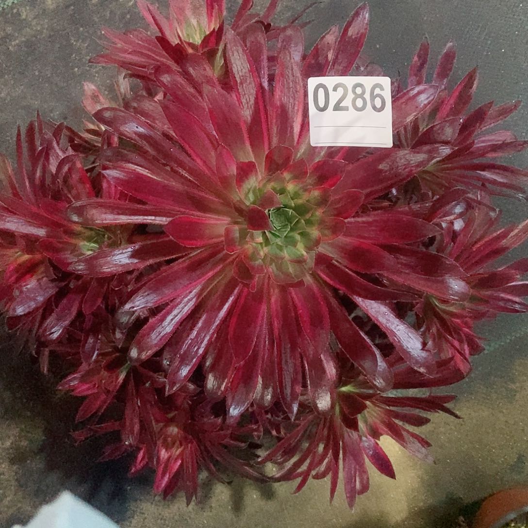 红陶0286孔雀锦4多肉