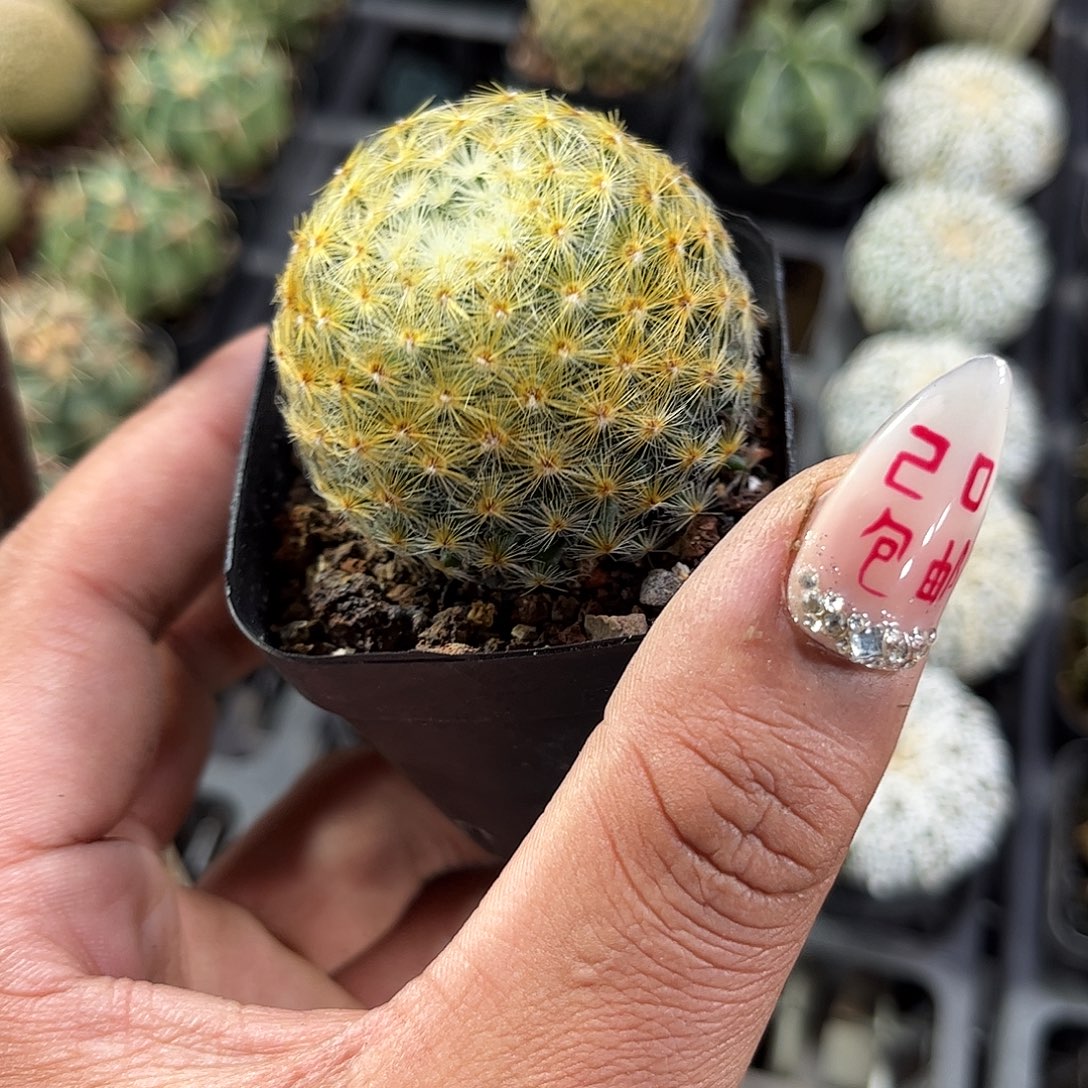 明星单头发货单头发