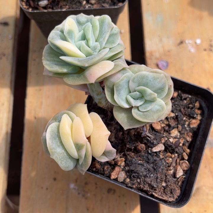 秋可园艺 可爱玫瑰锦群