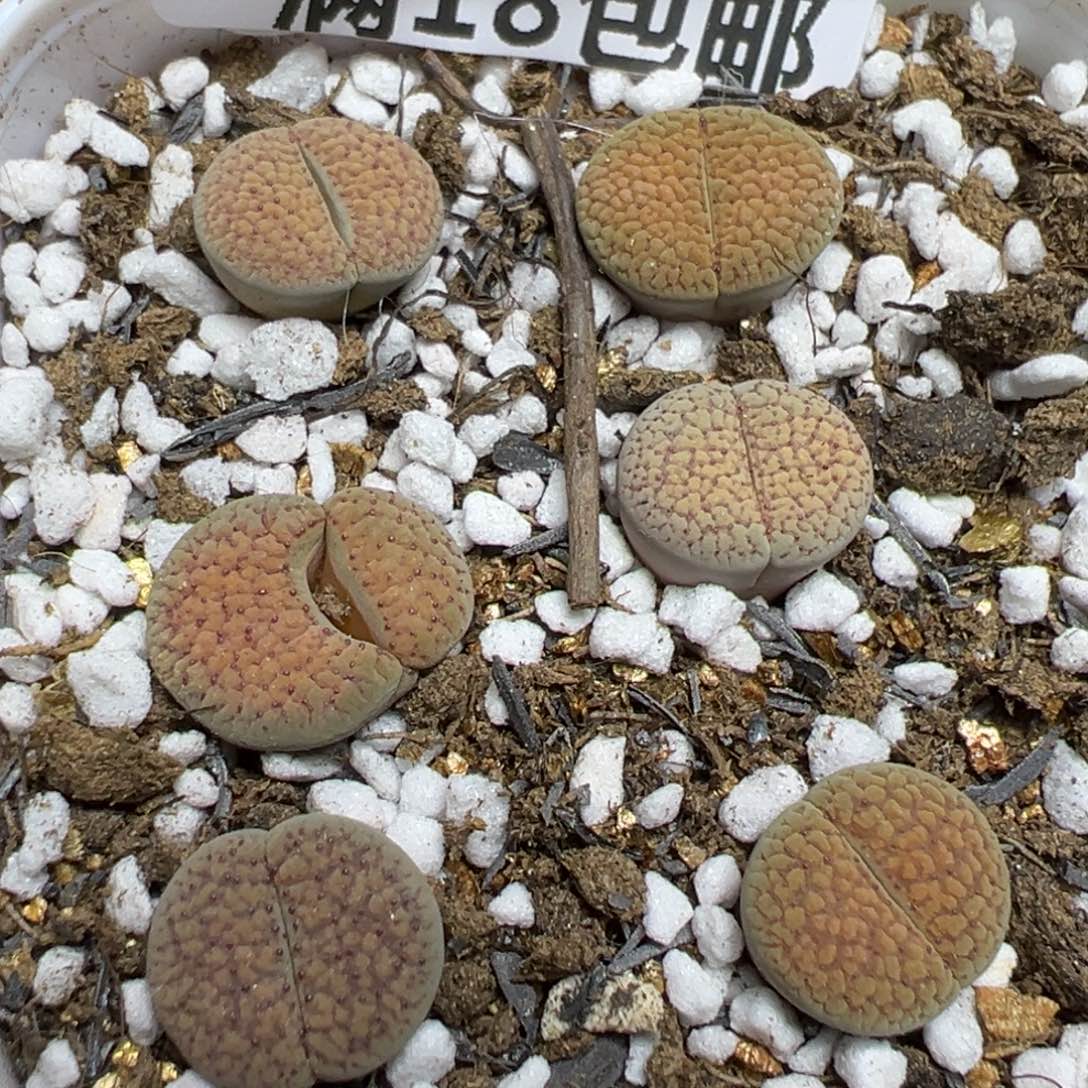 【闪购商品】 929。  