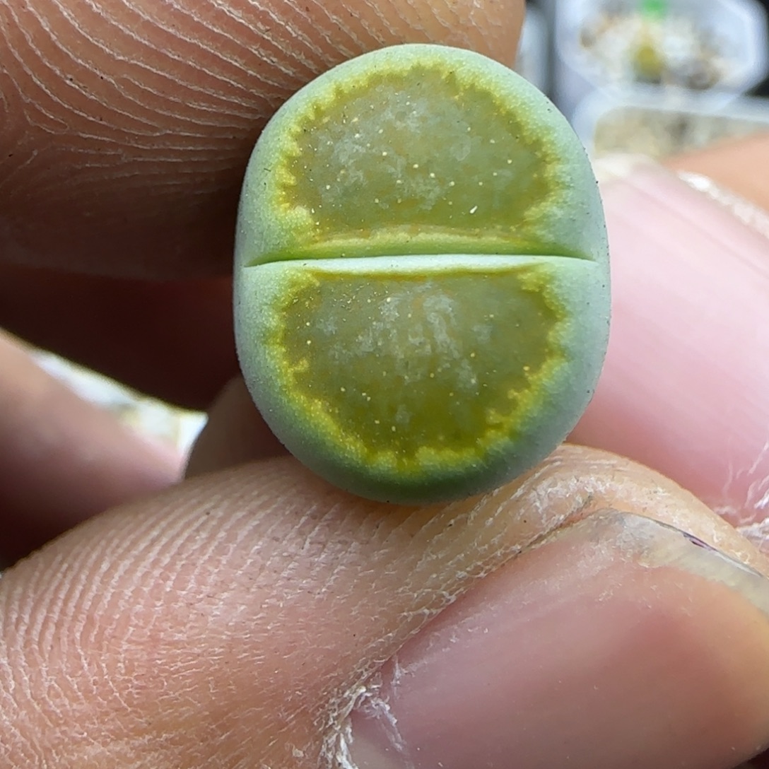 525 生石花大棚直播