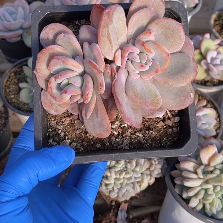 奶茶一颗，1111111