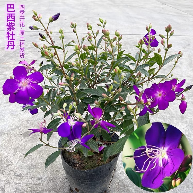 巴西野牡丹紫牡丹四季开花盆栽紫色花阳台盆栽花卉植物庭院好养