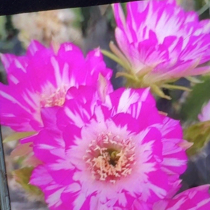 妖碟3公分侧芽丽花