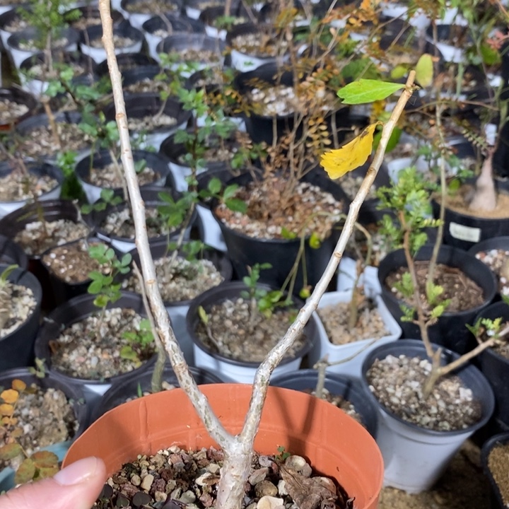 怀特实生带盆土发货植物