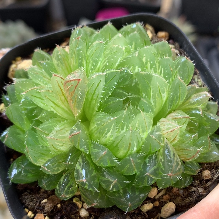 翠云玉露锦带盆土发货