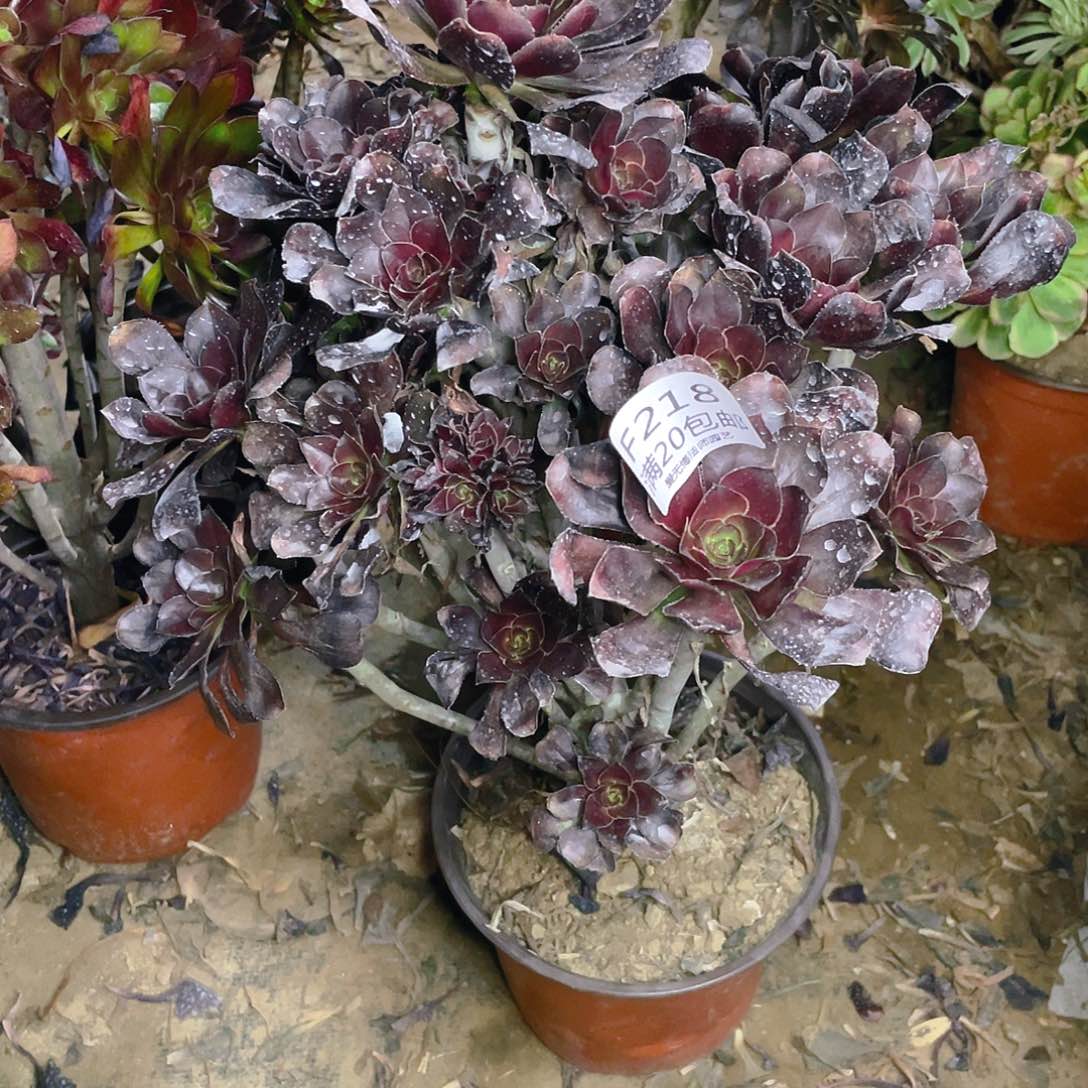 218原叶酒杯多肉