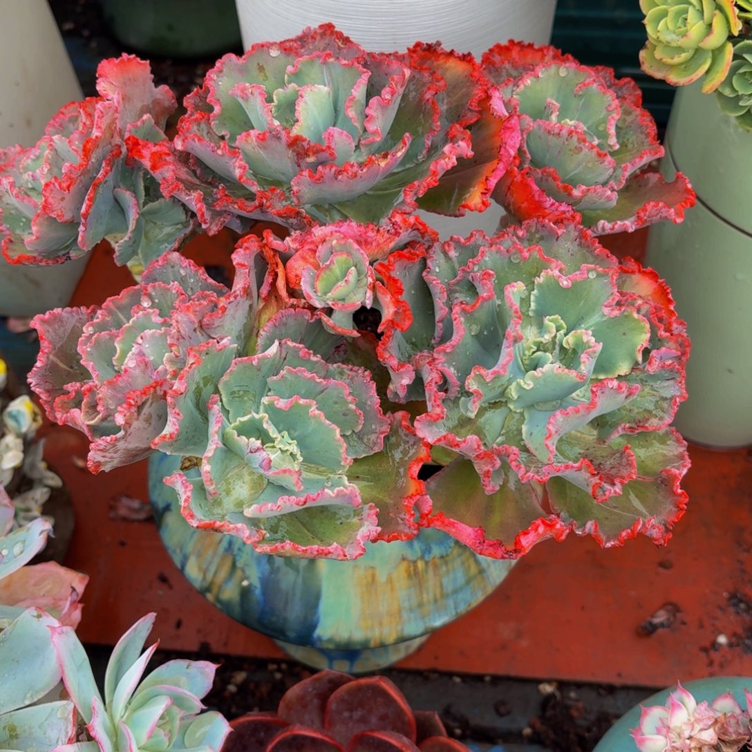 甜***甜老桩精品肉肉舞会红裙