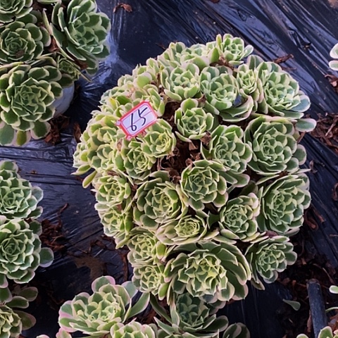 雨花石白凤老桩65号