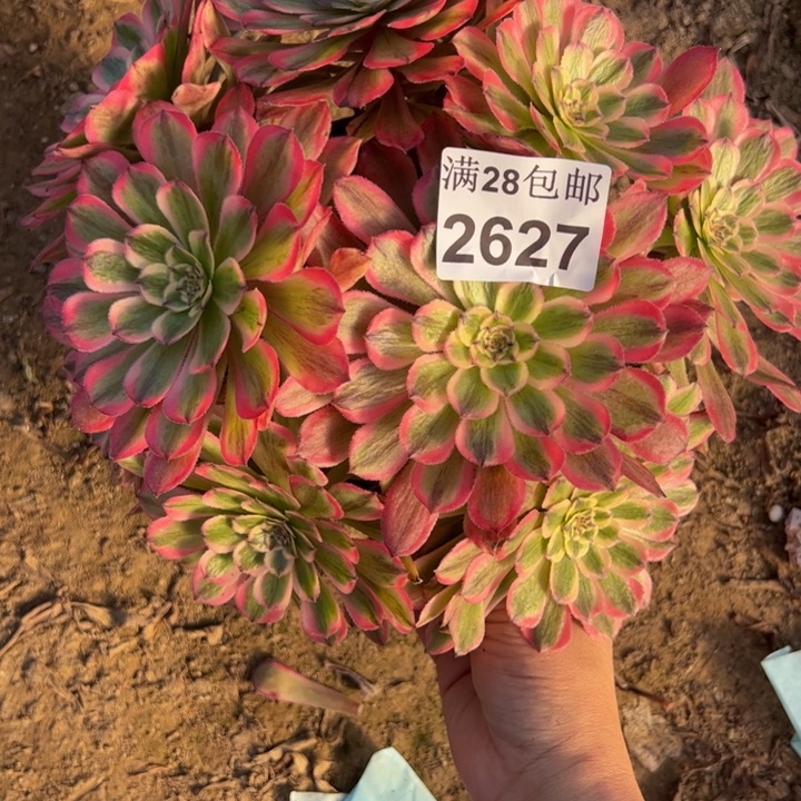 2627粉钻多肉植物