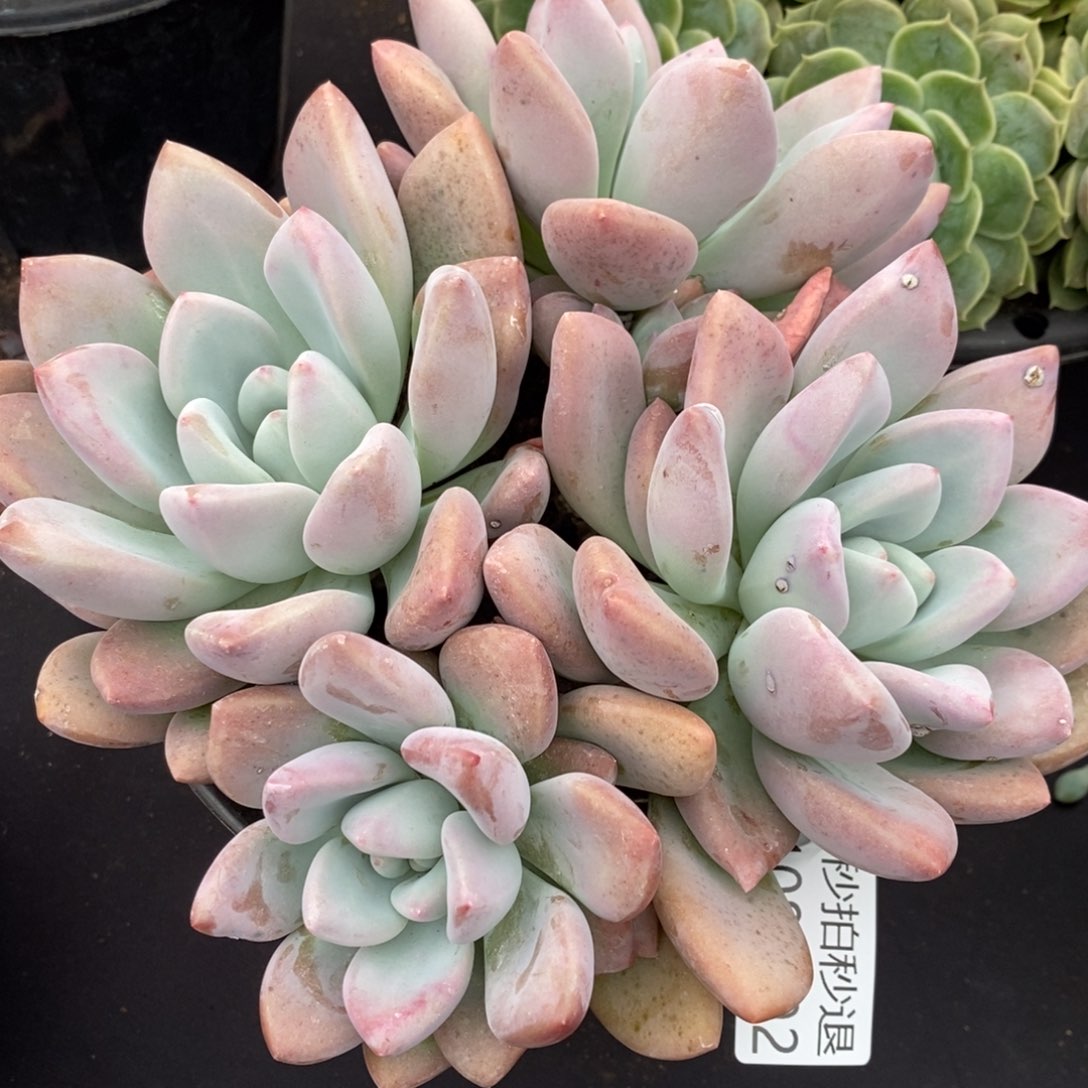 两单包邮1108-92奥普