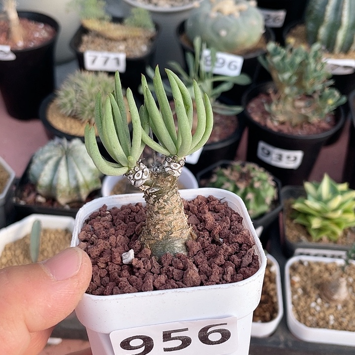 956产地奇峰锦白象