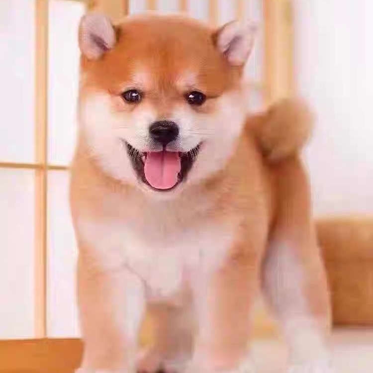 可爱宠物狗狗幼犬柯基中华田园犬等活体拍单时候联系客服